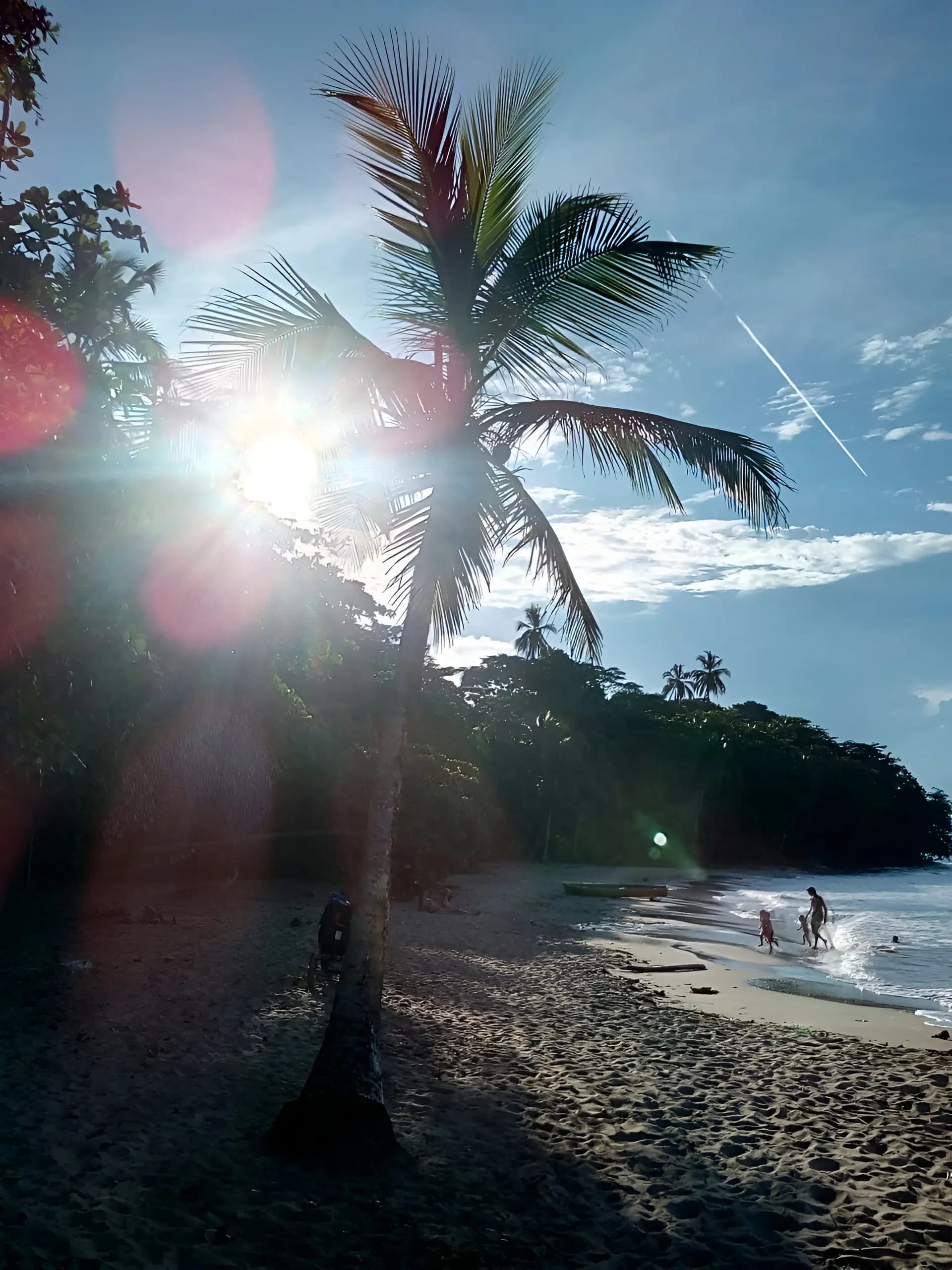 Palm trees at sunset